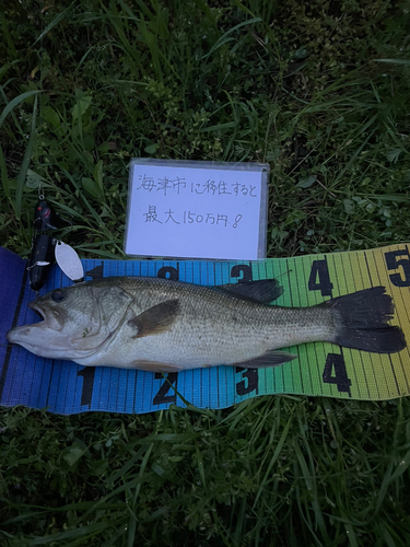 ブラックバスの釣果