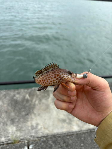 オオモンハタの釣果