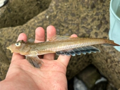 ネズミゴチの釣果