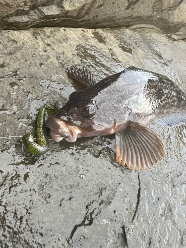 アイナメの釣果