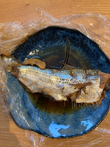 コノシロの釣果