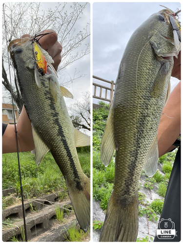 ブラックバスの釣果