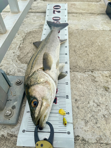 シーバスの釣果