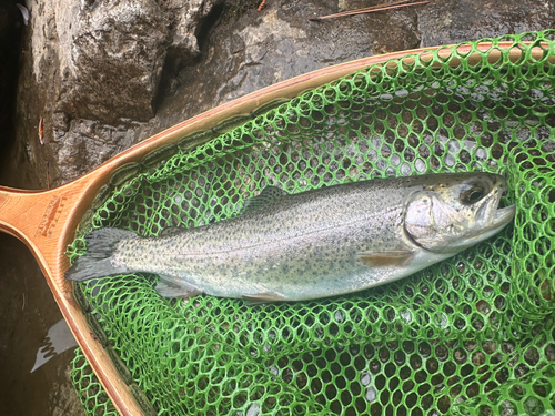 ニジマスの釣果