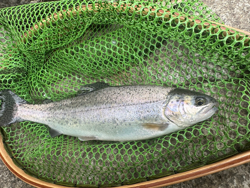 ニジマスの釣果