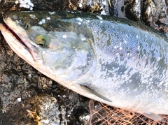 ウミサクラの釣果