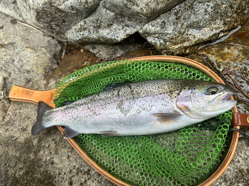 ニジマスの釣果