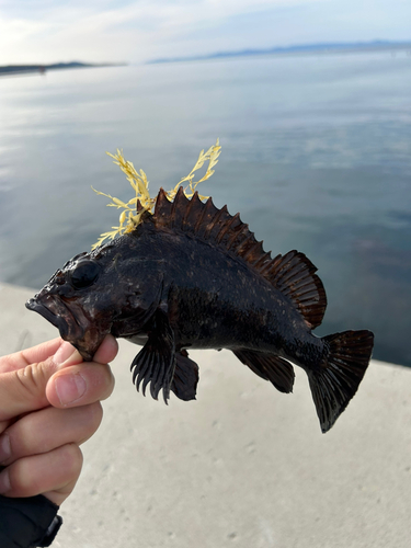 ハチガラの釣果