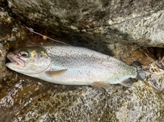 ニジマスの釣果