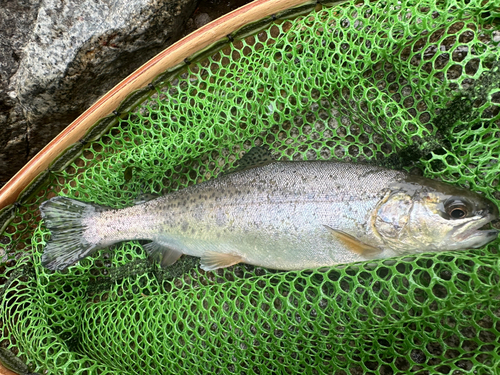 ニジマスの釣果