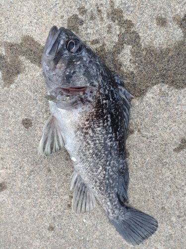 クロソイの釣果