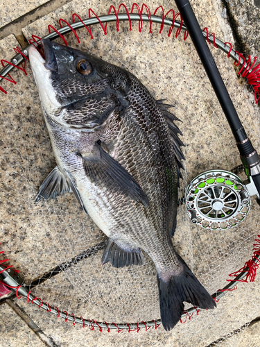 チヌの釣果