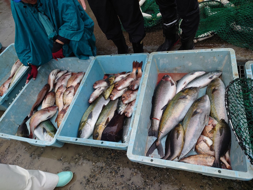 サクラマスの釣果