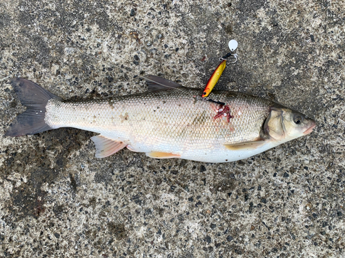 ウグイの釣果