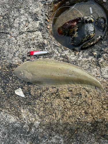 シタビラメの釣果