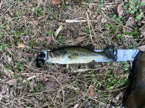 ブラックバスの釣果