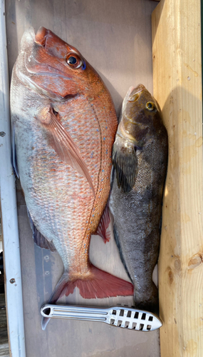 マダイの釣果