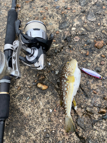 コモンフグの釣果