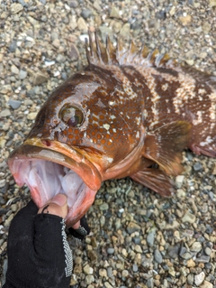 キジハタの釣果