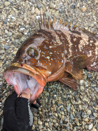 キジハタの釣果