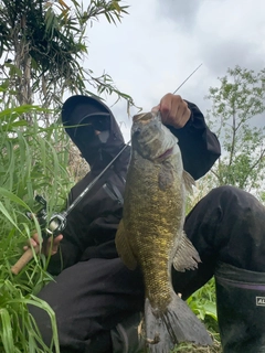 スモールマウスバスの釣果