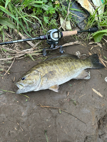 スモールマウスバスの釣果