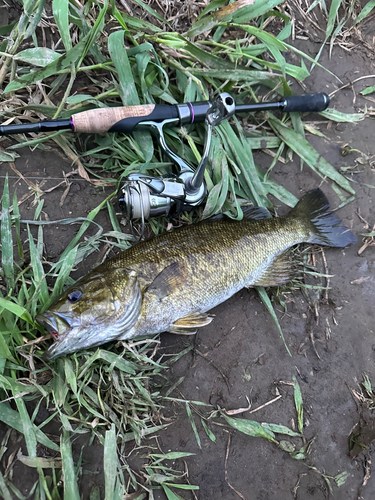 スモールマウスバスの釣果