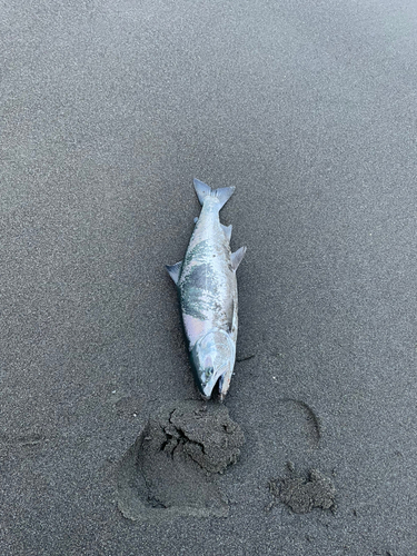 サクラマスの釣果