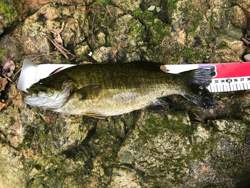 スモールマウスバスの釣果