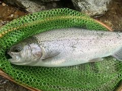 ニジマスの釣果