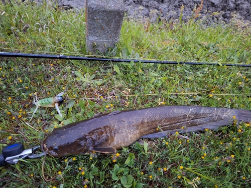 マナマズの釣果