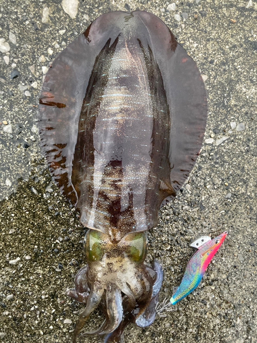 アオリイカの釣果