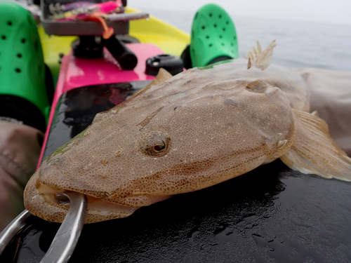 マゴチの釣果