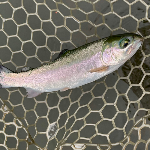 ニジマスの釣果