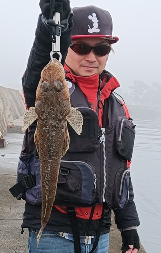 ワニゴチの釣果