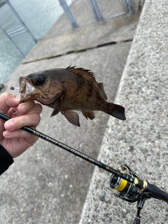 メバルの釣果