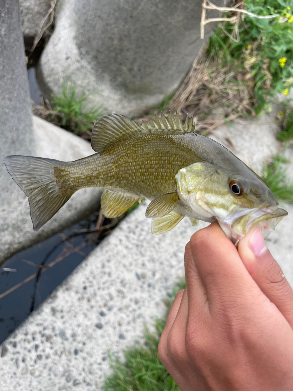 スモールマウスバス