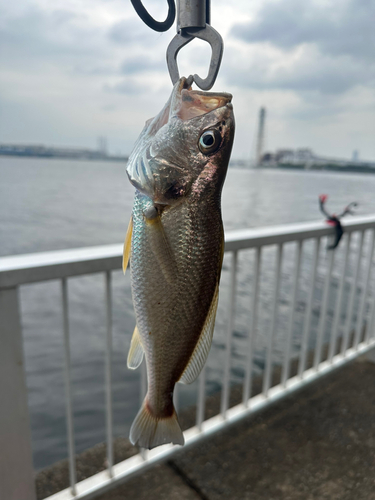 イシモチの釣果