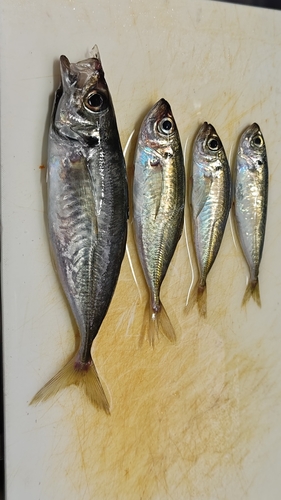 アジの釣果