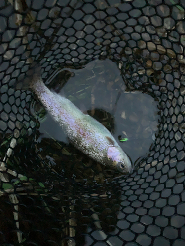 ニジマスの釣果