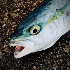 ハマチの釣果