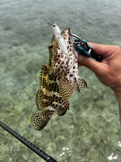 カンモンハタの釣果