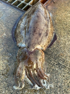 コウイカの釣果