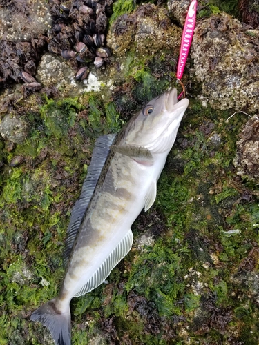 ホッケの釣果