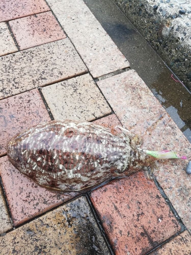 コウイカの釣果