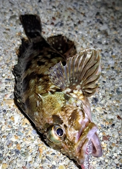 カサゴの釣果