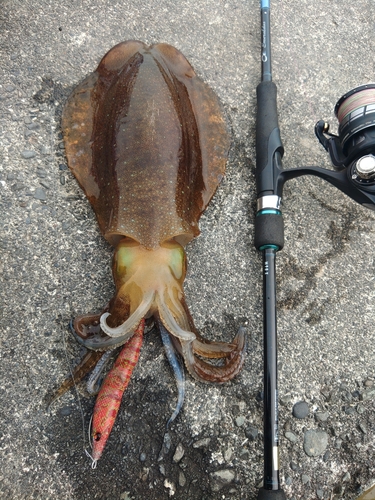 アオリイカの釣果