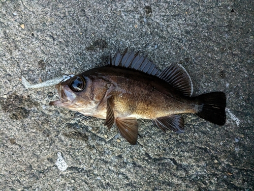 メバルの釣果