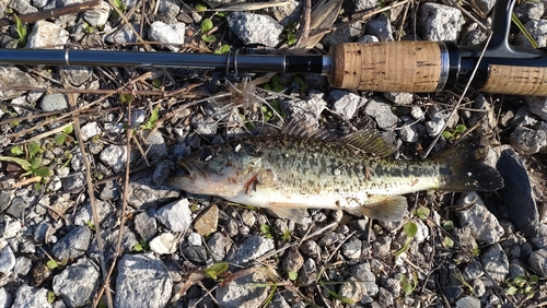 ラージマウスバスの釣果