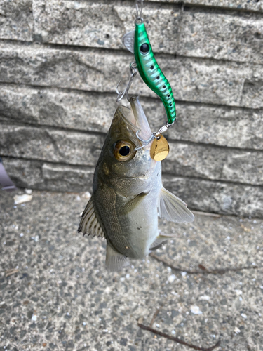 セイゴ（マルスズキ）の釣果